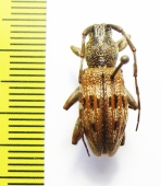 Hexatricha pulverulenta  New Zealand - INSECTS-STORE.RU