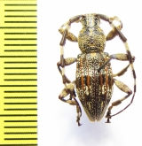 Hexatricha pulverulenta  New Zealand - INSECTS-STORE.RU