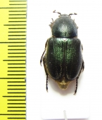 Glaphyrus varians  Turkey - INSECTS-STORE.RU