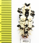 Lithinus nigrocristatus  Madagascar - INSECTS-STORE.RU