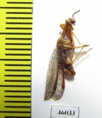 Mantispidae sp.  Zambia - INSECTS-STORE.RU