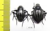 Tenebrionidae sp., pair  South Africa Rep. - INSECTS-STORE.RU