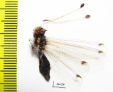 Ascalaphidae sp.  Zambia - INSECTS-STORE.RU