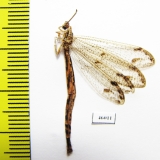 Myrmeleontidae sp.  Zambia - INSECTS-STORE.RU