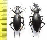 Carabus (Deroplectes) dokhtouroffi, pair  Tajikistan - INSECTS-STORE.RU