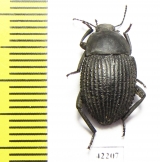 Eurynotus sp.  South Africa Rep. - INSECTS-STORE.RU