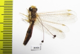 Ascalaphidae sp.  Zambia - INSECTS-STORE.RU