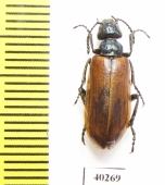 Lytta manicata  Kirgizstan - INSECTS-STORE.RU