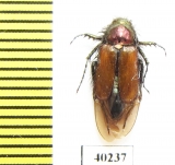 Eulasia kuschakevitschi  Afghanistan - INSECTS-STORE.RU