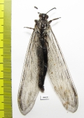 Myrmeleontidae sp.  Zambia - INSECTS-STORE.RU
