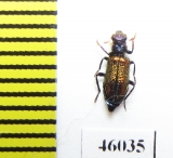 Cleridae sp.  Australia - INSECTS-STORE.RU