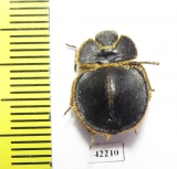 Pogonobasis sp.  South Africa Rep. - INSECTS-STORE.RU