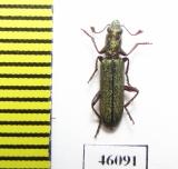 Cleridae sp.  Australia - INSECTS-STORE.RU