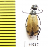 Meloidae sp.  Iran, Kurdistan prov. - INSECTS-STORE.RU