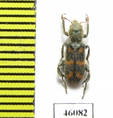 Trichodes flavocinctus  Spain - INSECTS-STORE.RU