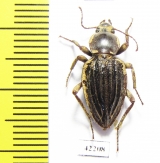 Tenebrionidae sp.  South Africa Rep. - INSECTS-STORE.RU