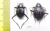 Tenebrionidae sp., pair  South Africa Rep. - INSECTS-STORE.RU