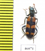 Trichodes leucopsideus  Spain - INSECTS-STORE.RU