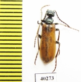 Lytta clematidis  Kazakhstan - INSECTS-STORE.RU