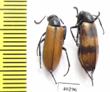 Mylabris ? apicenigra  Iran, Kerman prov. - INSECTS-STORE.RU