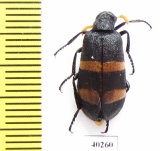 Hycleus scabratus  Saudi Arabia - INSECTS-STORE.RU