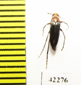 Ripiphoridae, Metoecus ? satanas  Russia, Far East - INSECTS-STORE.RU