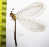 Myrmeleontidae sp.  Zambia - INSECTS-STORE.RU