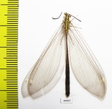 Myrmeleontidae sp.  Zambia - INSECTS-STORE.RU