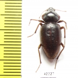 Tenebrionidae sp.  Namibia - INSECTS-STORE.RU