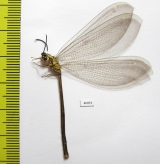 Myrmeleontidae sp.  Zambia - INSECTS-STORE.RU