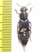 Staphylinidae sp.  Kenya - INSECTS-STORE.RU