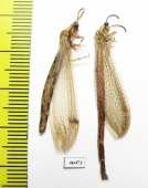 Myrmeleontidae sp.  Zambia - INSECTS-STORE.RU