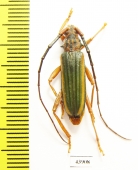 Chlorida sp.  Peru - INSECTS-STORE.RU