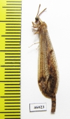 Myrmeleontidae sp.  Zambia - INSECTS-STORE.RU