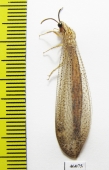Myrmeleontidae sp.  Zambia - INSECTS-STORE.RU