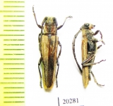 Cerambycidae sp.  Kenya - INSECTS-STORE.RU