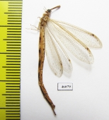 Myrmeleontidae sp.  Zambia - INSECTS-STORE.RU