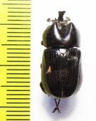 Xenodorus janus  Guinee - INSECTS-STORE.RU