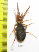 Arachnida, Solifugidae sp.  Zambia - INSECTS-STORE.RU