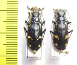 Cicindela granulata, pair  Uzbekistan - INSECTS-STORE.RU