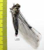 Ascalaphidae sp.  Taiwan - INSECTS-STORE.RU