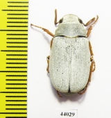 Melolonthinae sp., male  China, Guangxi prov. - INSECTS-STORE.RU