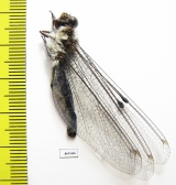 Ascalaphidae sp.  Taiwan - INSECTS-STORE.RU