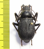 Trachyderma grandis  Iran, Hormozgan prov. - INSECTS-STORE.RU