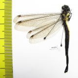 Ascalaphidae sp.  Taiwan - INSECTS-STORE.RU