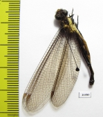Ascalaphidae sp.  Taiwan - INSECTS-STORE.RU