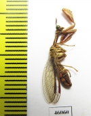 Mantispidae sp.  Zambia - INSECTS-STORE.RU