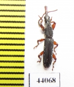 Brentidae sp.  Tanzania - INSECTS-STORE.RU