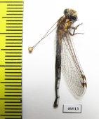 Ascalaphidae sp.  Zambia - INSECTS-STORE.RU