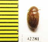 Melandryidae sp.  Peru - INSECTS-STORE.RU